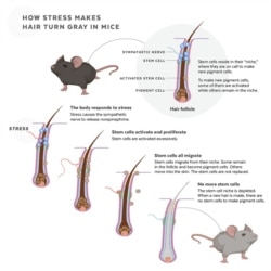 This infographic depicts how stem cells are depleted in response to stress, causing hair to turn gray in mice. (Judy Blomquist/Harvard University)