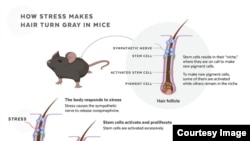 Infografika opisuje kako su matične ćelije iscrpljene kao reakcija na stres, uzrokujući da kosa sedi kod miševa. (Foto: Judy Blomquist / Harvard University)