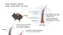 This infographic depicts how stem cells are depleted in response to stress, causing hair to turn gray in mice. (Judy Blomquist/Harvard University)