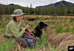 Trained dogs find moose droppings, which will help experts determine just how large the moose population has gotten in the Adirondacks.