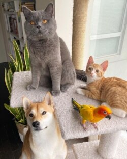 Suchanan's pets including Ponzu, the grey cat. (Photo credit: @ponzucoolcat)