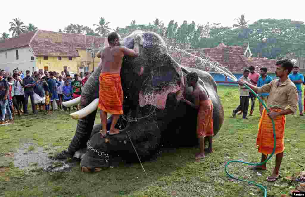 Mahouts bathe an elephant at a temple on the outskirts of Kochi, India.