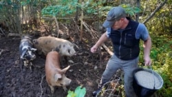 Phil Retberg feeds his hogs at the Quill's End Farm, Friday, Sept. 17, 2021, in Penobscot, Maine. A ballot question in will give Maine voters a chance to decide on a first-in-the-nation "right to food amendment." AP Photo/Robert F. Bukaty)