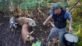 Phil Retberg feeds his hogs at the Quill's End Farm, Friday, Sept. 17, 2021, in Penobscot, Maine. A ballot question in will give Maine voters a chance to decide on a first-in-the-nation 