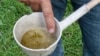 Larva Nyamuk Sebarkan 'Polusi Mikroplastik' ke Rantai Makanan 