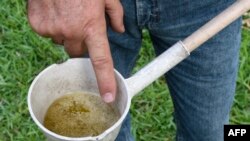 FILE - This file photo taken on June 7, 2016 shows Miami-Dade mosquito control worker Carlos Vargas pointing to the Aedes aegypti mosquito larvae at a home in Miami, Florida.