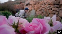 Haji Moussa memanen bunga mawar Damask di pertanian al-Shada, Taif, Arab Saudi, 13 April 2021. (AP Photo/Amr Nabil)