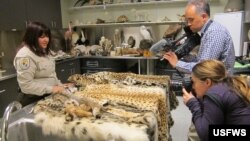 FILE - A wildlife inspector shows seized illegal pelts to photographers at the wildlife evidence laboratory at the U.S. Fish and Wildlife Service's Valley Stream, New York, office in this 2014 photo.