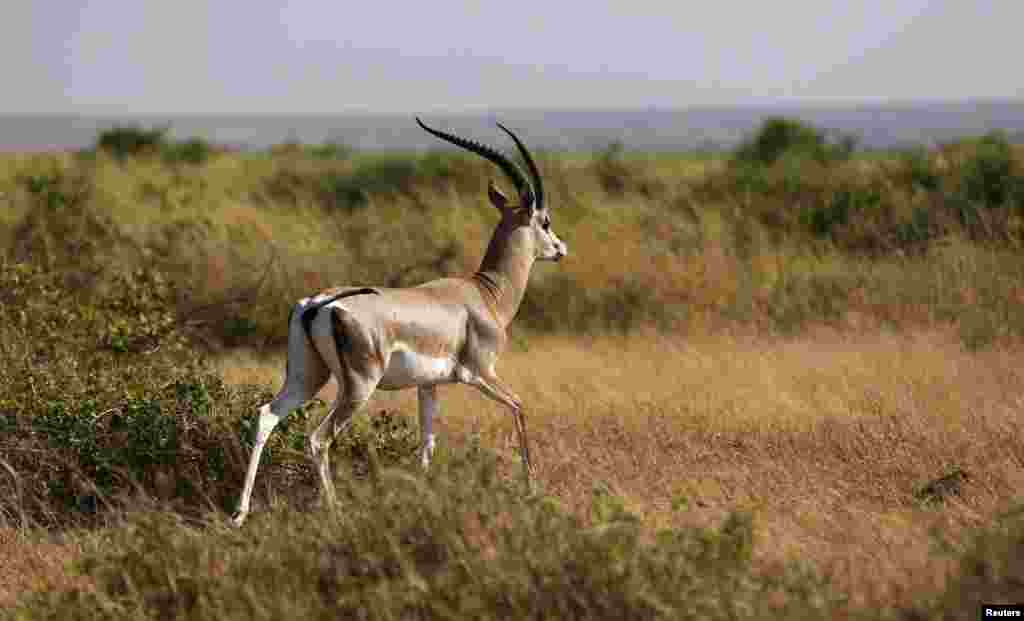 900 Impalas, espécie de antílope, doados do Rancho Sango do Save Valley no Zimbabué para o Parque Nacional de Zinave, em Mabote, província de Inhambane.