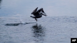 Un pelícano salta sobre el petroleo que cubre la superficie del mar cerca de las costas de California el 4 de octubre de 2021.