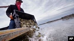 Kyle Pfau, an oysterman with Fat Dog Shellfish Co., dumps out a tray of adult "ugly" oysters in New Hampshire. (AP Photo/Charles Krupa) 