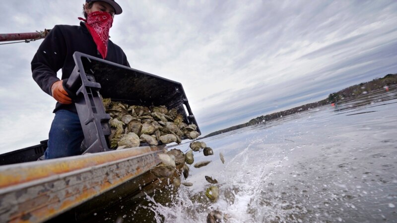 Oyster Farmers Get Lifeline Selling ‘Uglies’