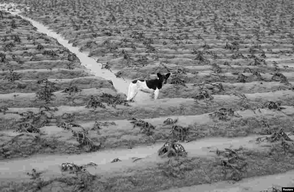 Pas na plantaži papričica zasutoj vulkanskim pepelom. 13. januar, 2013.