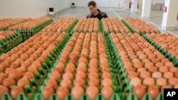 Seorang memeriksa kemasan telur-telur di Gaesti, Romania selatan (foto: ilustrasi). Negara-negara Eropa menghadapi masalah telur tercemar. 