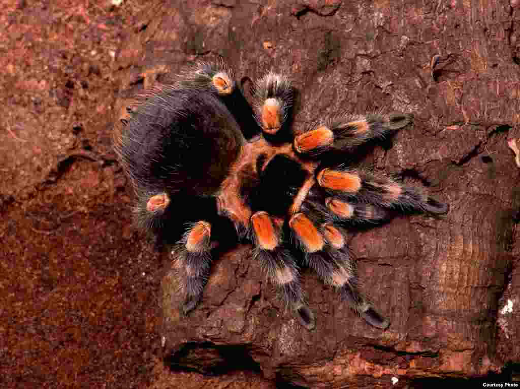 This stunning tarantula, which lives mainly on the Pacific coast of Mexico, resides in burrows, hurrying out to prey on insects, small frogs, lizards, and mice. (© AMNH\R. Mickens)