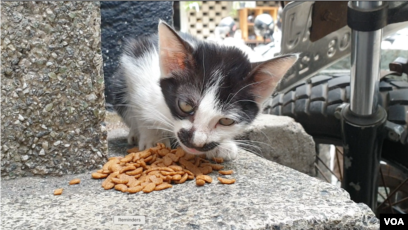 Aktivis Kesejahteraan Hewan Beri Pakan Ratusan Kucing Jalanan Di