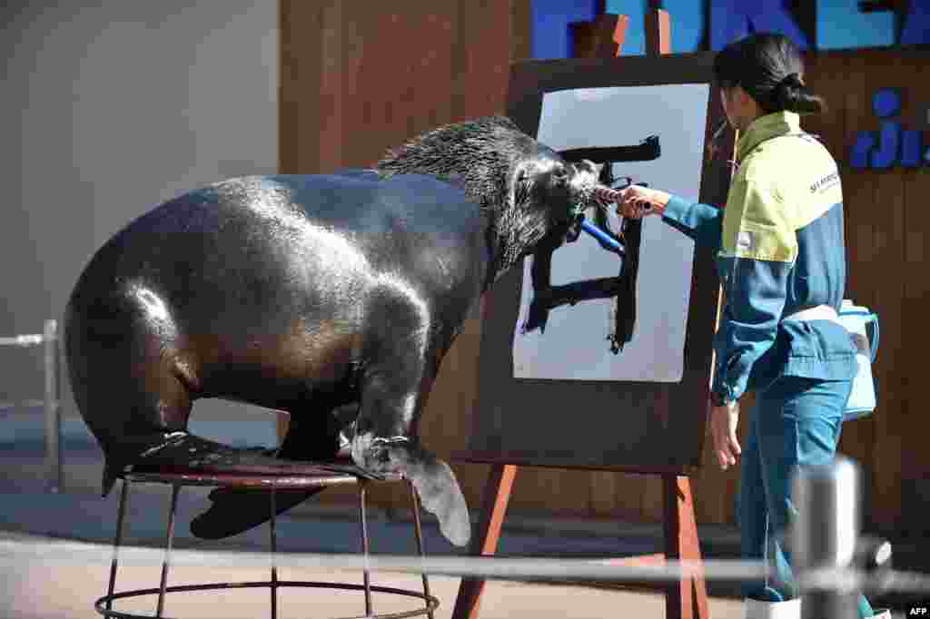 Sea lion &quot;Chen&quot; paints the Chinese character for &quot;Rooster&quot; at Hakkeijima Sea Paradise aquarium in Yokohama, suburban Tokyo, Japan.