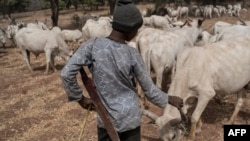 FILE - A Fulani boy herds cows in a field outside Kaduna, northwest Nigeria, Feb. 22, 2017. Long-standing tensions between herdsmen and farmers have flared up again.