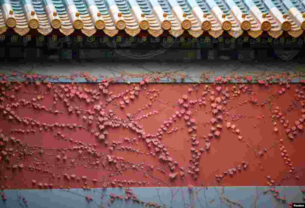 가을이 찾아온 중국 베이징에서 빨간색 벽이 덩굴 식물로 덮혀있다.