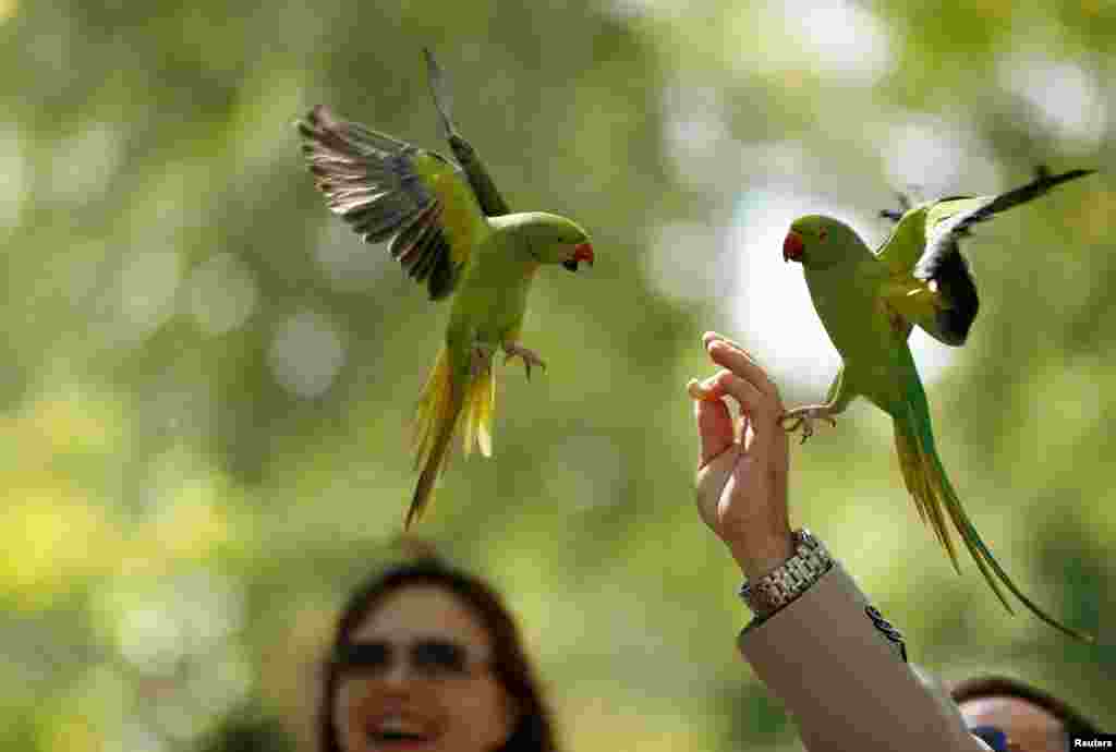 A man feeds parakeets in St. James Park in London.