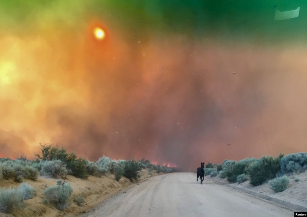 美国加州 Doyle 的长谷，野火燃烧，奔马逃跑（2017年7月13日）。