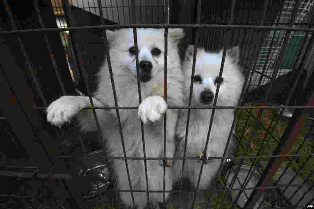 Dogs look out from a cage at a dog farm during a rescue event in Hongseong, South Korea. The farm is a combined dog meat and puppy mill business with almost 200 dogs and puppies on site. The Humane Society International (HSI) provides a solution to help dog meat farmers give up their business as a growing number of South Koreans oppose the cruelty of the dog meat industry.