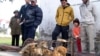 Tệ nạn bắt trộm chó nuôi để bán lấy thịt ở Việt Nam