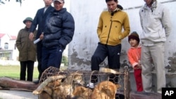 Dân trong một làng ở Nghệ An nhìn chiếc chuồng chó các tên trộm chó bỏ lại