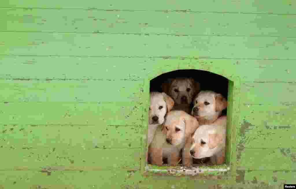 Puppies sit in a kennel at a frontier guards&rsquo; cynology center near Smorgon, some 140 km northwest of Minsk, Belarus. The center prepares instructors to handle trained dogs to guard the country&rsquo;s borders and also sells puppies and dogs, found not fit for guard service, to civilians.