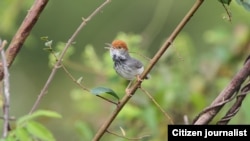 Cambodian Tailorbird (Orthotomus chaktomuk), a small, light and dark grey bird with an orange-red tuft, was described by scientists as "hiding in plain sight" in Cambodia’s capital Phnom Penh when first spotted in 2009. (James Eaton/Birdtour Asia)