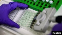 FILE - A scientist prepares protein samples for analysis.