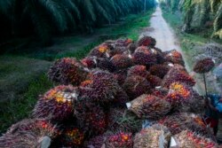 Pekerja memuat buah kelapa sawit dengan berat masing-masing hingga 22 kilogram ke dalam truk di perkebunan kelapa sawit di Sumatera, 13 November 2017. (Foto: AP)