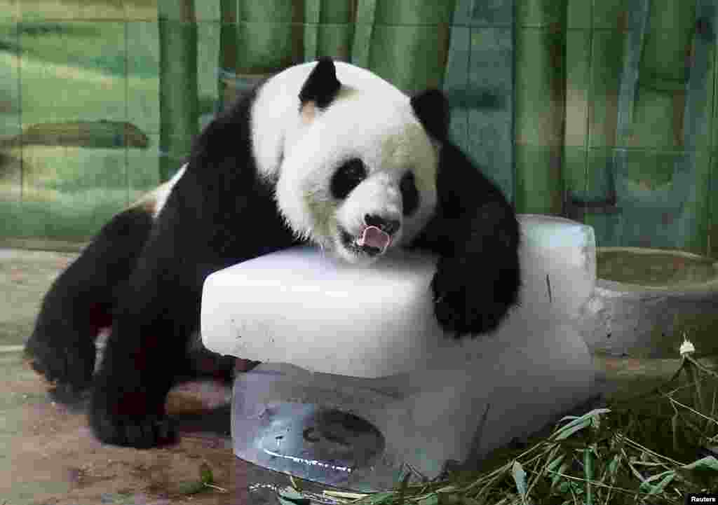 Panda raksasa Weiwei bersender pada balok es untuk mendinginkan dirinya di dalam kandangnya di sebuah kebun binatang di Wuhan, provinsi Hubei, China. Suhu setempat mencapai 36 derajat Celsius.