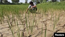 FILE - A farmer removes dried plants from his parched paddy field on the outskirts of Ahmedabad, India, Sept. 8, 2015. India pins its hopes on a plentiful monsoon to ease severe water shortages and farm crisis.