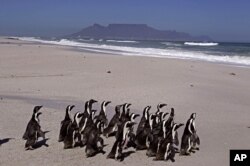 Penguin berjalan ke laut dengan Gunung Meja sebagai latar belakang, selama pelepasan mereka oleh pekerja dari Yayasan Afrika Selatan untuk Konservasi Burung Pesisir, SANCCOB, di pinggiran kota Cape Town, Afrika Selatan, Selasa, 25 September 2012. (Foto: AP)