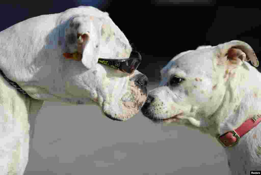 Second Chance, a four-year-old boxer, wears sunglasses due to sensitive eyes greets another dog during a walk with its owner along the beach in Oceanside, California, Jan. 13, 2015.