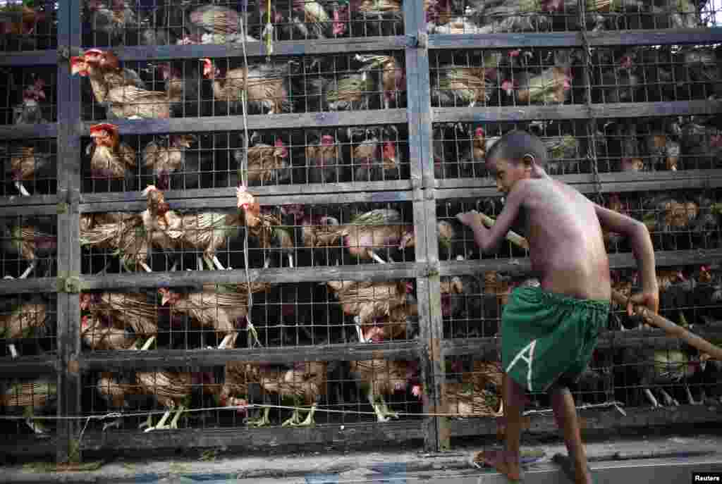 A child collects eggs from a van carrying chickens at a wholesale market in Dhaka, Bangladesh.