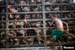 FILE - A child collects eggs from a van carrying chickens at a wholesale market in Dhaka June 25, 2014.