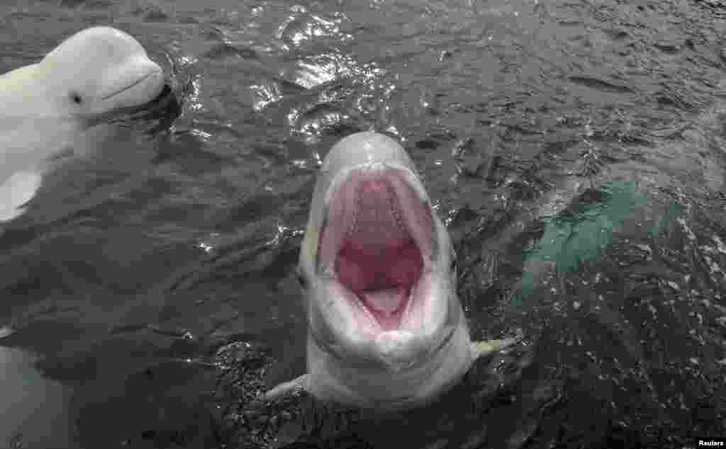 White whales swim at an oceanarium at the Russky Island in the far eastern city of Vladivostok, Russia.