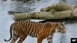 Inilah Melati, harimau betina di kebun binatang London yang bernasib nahas, tewas diserang oleh Asim, harimau jantan (Foto: AP).