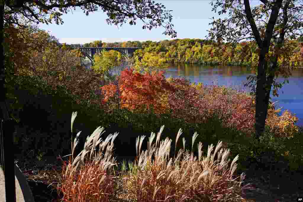 The leaves on the trees and brush change colors along the River Gorge Overlook on the St. Paul, Minnesota side of the Mississippi River.