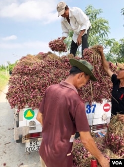 Từ trên xuống: Từ ruộng hành xã Vĩnh Hải huyện Vĩnh Châu, tỉnh Sóc Trăng những thố hành tím được chất thành ngọn lên xe tải để phân phối tới các chợ; phải: TS Lê Anh Tuấn đứng bên túi trữ nước ngọt lấy từ giếng bơm, anh Lê Anh Tuấn cũng cho biết: 100% nước tưới ruộng hành được lấy từ các giếng bơm, [photo by Ngô Thế Vinh]