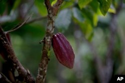 FILE -A cacao pod hangs from a tree at the Agropampatar chocolate farm co-op in El Clavo, Venezuela, April 16, 2015.