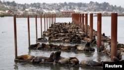 Ratusan singa laut di dermaga marina di Astoria, Oregon, 29 Maret 2015 (Foto: dok). 
