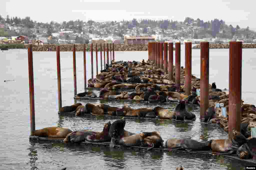 Ratusan singa laut berbaring di dermaga di Astoria, Oregon, USA, 29 Maret 2015. Lebih dari 2.300 singa laut California menguasai dermaga penduduk pesisir dan mereka diperkirakan tinggal di sana sampai aliran ikan kepala batu dan salmon yang mereka makan habis pada akhir Mei, menurut para pejabat.