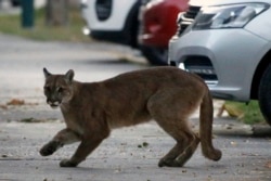 Puma berusia sekitar 1 tahun terlihat di jalanan kota Santiago, Chili.