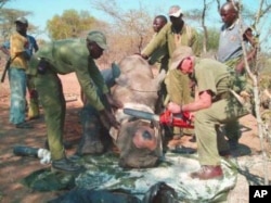 Wildlife officials remove part of the horn of a sedated rhino in an effort to prevent it from being targeted by poachers