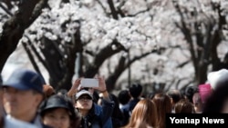 한국 영등포구 여의도 봄꽃축제가 시작된 4일 서울 윤중로에서 시민들이 벚꽃 구경을 하고 있다.