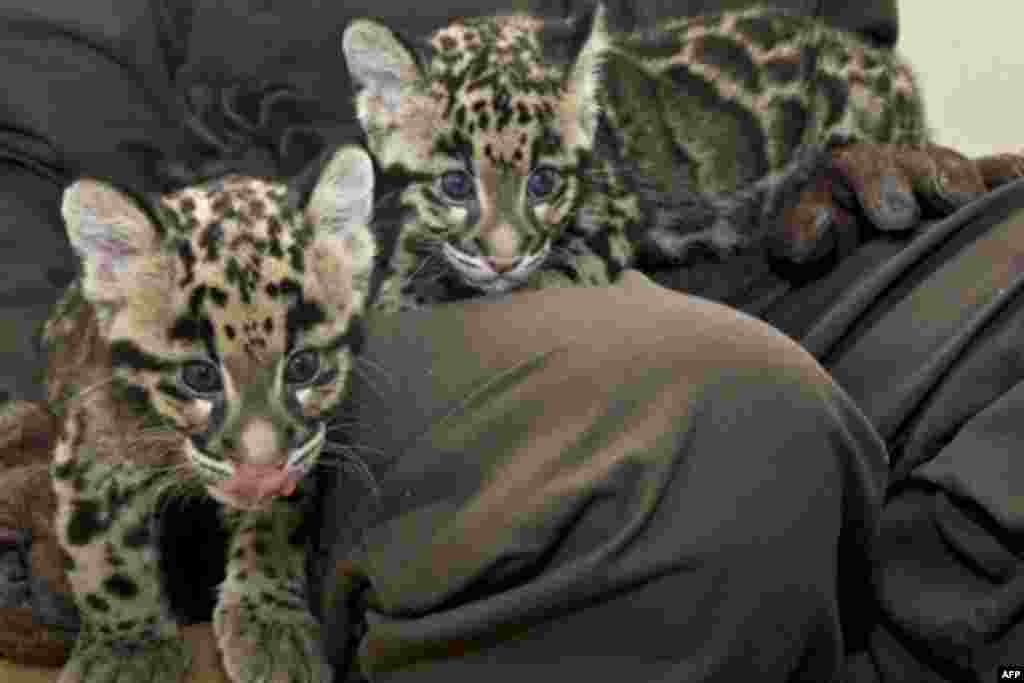 These two clouded leopard clubs were born in March 2009. Since then, three more cubs have been born.