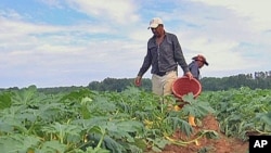 Most of the one million farm workers in the U.S. are immigrants, up to a half are thought to be in the U.S. illegally.